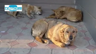 The Problem of Stray Dogs Remains Unresolved