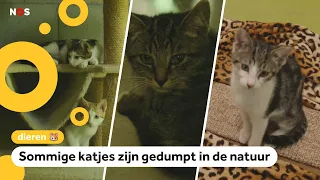 Animal shelter overflowing with kittens: 'It’s a major problem'