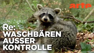 Invasion der Waschbären | ARTE Re: