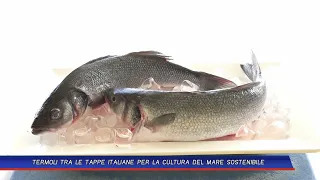 TERMOLI TRA LE TAPPE ITALIANE PER LA CULTURA DEL MARE SOSTENIBILE