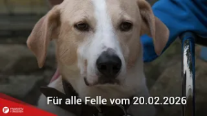 Tiervermittlung: Für alle Felle vom 20.02.2026