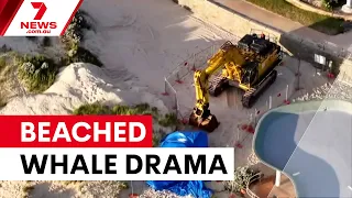 Dead humpback whale creates beach crisis | 7NEWS