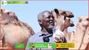 Сообщение: Засуха и нехватка воды сильно ударили по кочевой общине Хауд.