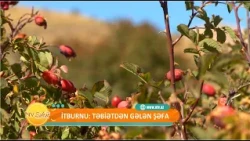 İtburnu: təbiətdən gələn şəfa