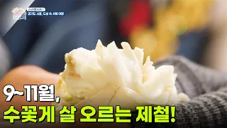 [신선행] 9~11월, 수꽃게 살이 오르는 최고의 제철! [생방송 굿모닝 대한민국] | KBS 260918 방송