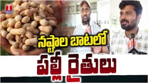 Farmers Concerned About Lack Of Support Price For Groundnut Crop In Enumamula Market | T News