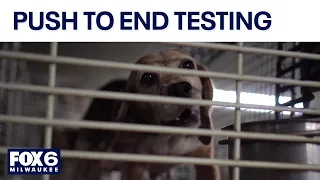Dog, cat research: Wisconsin lawmaker’s bill to end federal funding | FOX6 News Milwaukee