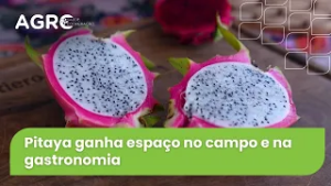 Agro Saúde e Cooperação - Safra de Pitaya