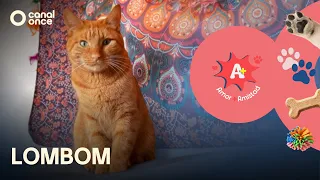 A + A - LomBom (09/26/2026)