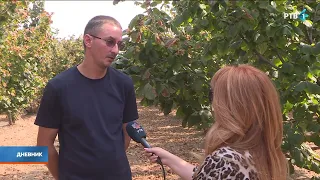 Proizvodnja lešnika je priča o strpljenju