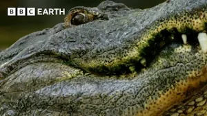 Alligator Courtship | Natural World: Florida - America's Animal Paradise | BBC Earth