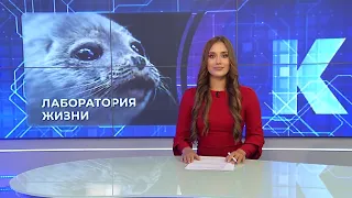 Kaliningrad News — Daily Roundup, August 26, 2026 Kaskad TV
