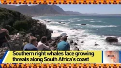 Southern right whales face growing threats along South Africa’s coast