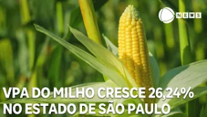 VPA do milho cresce 26,24% no estado de São Paulo
