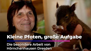 Helping squirrels in need 🐿️ | Hörnchenhausen Dresden
