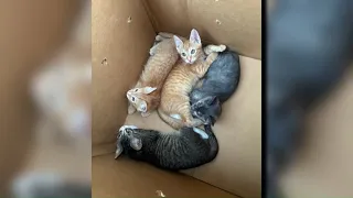 Box of cats thrown from moving car in East Hartford