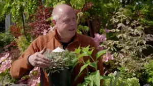 trädgården20250619WS