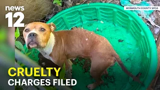 Tip leads to grim discovery of neglected dogs, kittens and dead pit bull in NJ