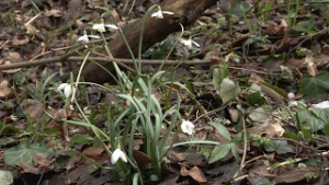 Nyílik a kikeleti hóvirág