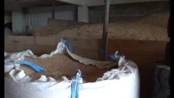 Farma Jokić uprkos suši napunila ostave i silažnike (Zemlja izvor života) TV K3