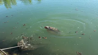 Krisztián Jankovich – Kapr přes 40 kg na boilies Toxic | Rakouský rekord kapra lysce