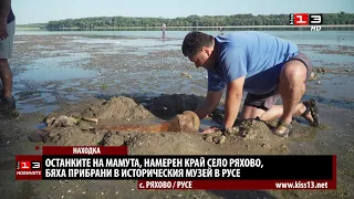 Останките на мамута бяха прибрани в Историческия музей в Русе