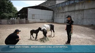 Newborn pony and foal: new arrivals at the Bender equestrian club