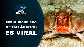 Galápagos: The red-lipped batfish taking over the internet | Digital Radar | Ecuavisa