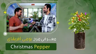 معرفی درخت مرچ افریقایی در یک گلفروشی پروان دو، کابل