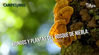 Fungi and Plants of the Cloud Forest: Curiosities - TvAgro by Juan Gonzalo Angel