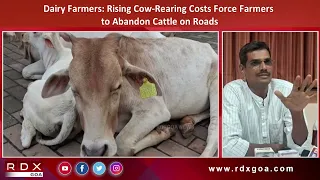 Dairy Farmers: Rising Cow Rearing Costs Force Farmers to Abandon Cattle on Roads