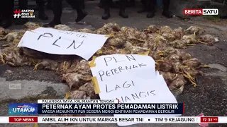PLN Padam, 1.500 Ayam Mati: Peternak Ngamuk #beritasatu