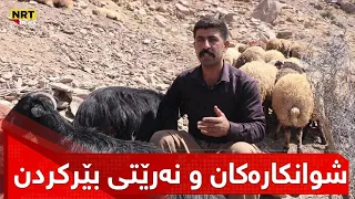 شوانکارەکان هەموو نیوەڕۆیەک مەڕەکانیان دەدۆشن و پێی دەڵێن بێرکردن