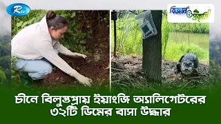 চীনে বিলুপ্তপ্রায় ইয়াংজি অ্যালিগেটরের ৩২টি ডিমের বাসা উদ্ধার | Biggan O Prokriti