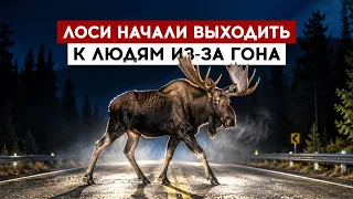 Moose have started approaching people due to mating season
