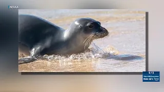 NOAA confirms death of monk seal found on Oahu’s North Shore