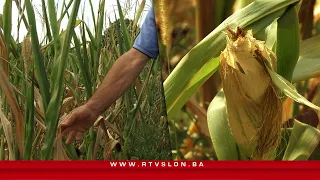 Suša uništila usjeve, hrane za stoku sve manje - 18.08.2026.