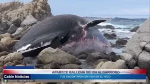 05 FEB 2026 Ballena sei aparece muerta y varada en sector El Yeco, en Algarrobo