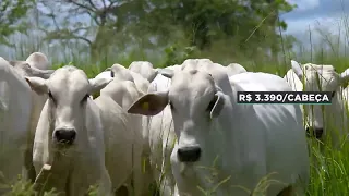 Cepea: Fat cattle price reaches R$ 335 in different regions of the country | News Roundup