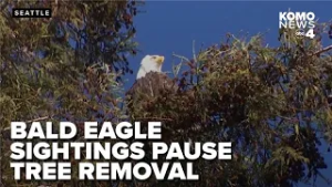 Tree removal paused after bald eagle spotted in Madison Park redwood
