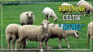 Koyunlar ÇELTİK Sevmez !