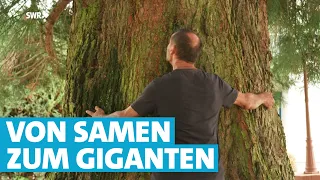 Einfach irre! Diese Mammutbäume stehen mitten in der Eifel