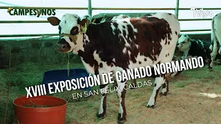 18th Norman Cattle Exhibition in San Félix, Caldas - TvAgro by Juan Gonzalo Angel