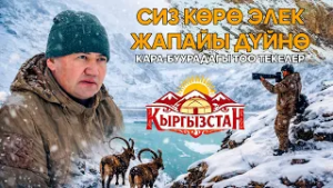 Сиз көрө элек жапайы дүйнө: Кара-Буурадагы тоо текелер // Керемет өлкөм