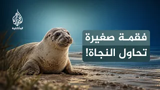 بين مد وجزر.. السواحل المتحركة | أسرار الحياة في بحر وادن | الحلقة الثالثة