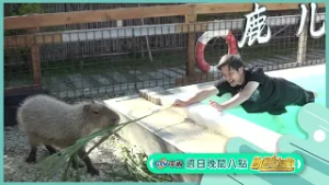 可愛水豚篇【飢餓遊戲】EP473_20260308精采預告