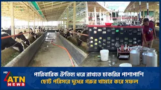পারিবারিক ঐতিহ্য ধরে রাখতে চাকরির পাশাপাশি ছোট পরিসরে দুধের গরুর খামার করে সফল | Metal | ATN News