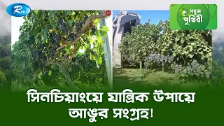 সিনচিয়াংয়ে যান্ত্রিক উপায়ে আঙুর সংগ্রহ! | Sobuj Prithibe Clips | Rtv