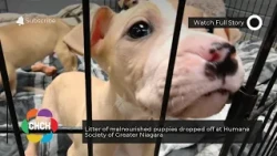 Litter of malnourished puppies dropped off at Humane Society of Greater Niagara