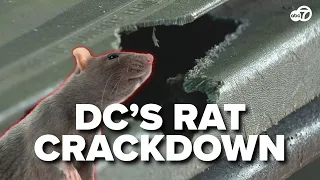 DC’s rat problem gets worse -- new legislation aims to fix it